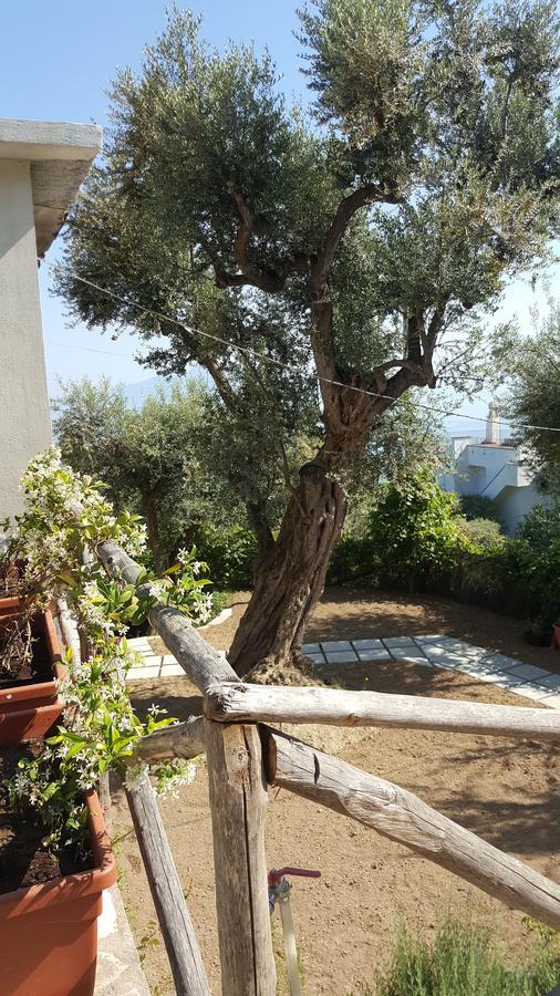 Sorrento Garden Hotel Bagian luar foto
